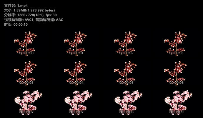 桃花开花过程快进视频素材