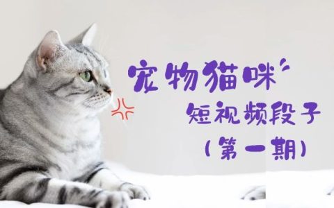 宠物猫咪短视频段子实拍视频素材（第一期）