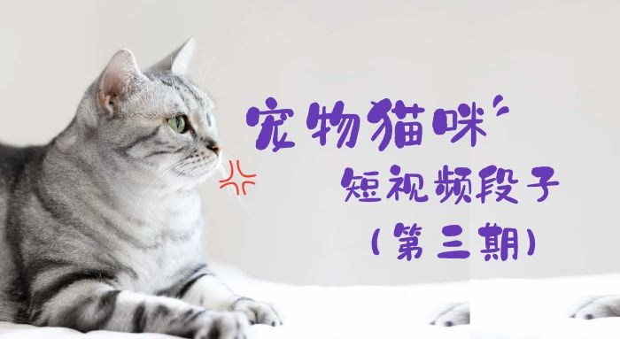 宠物猫咪短视频段子实拍视频素材（第三期）