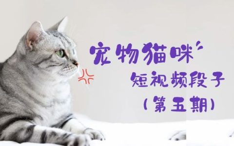 宠物猫咪短视频段子实拍视频素材（第五期）