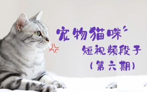 宠物猫咪短视频段子实拍视频素材（第六期）