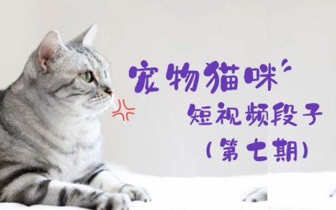 宠物猫咪短视频段子实拍视频素材（第七期）