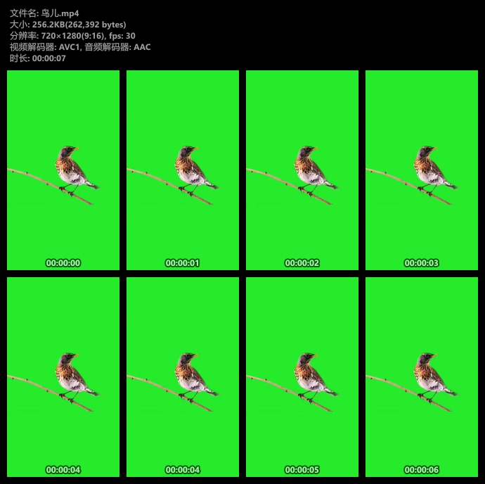 小鸟绿幕抠像视频素材