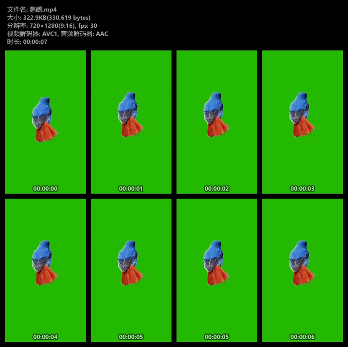 鹦鹉绿幕视频素材