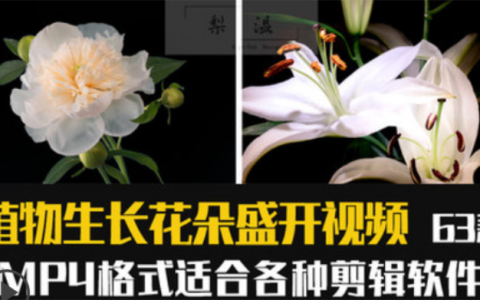 植物鲜花草木生长开花发芽过程延时高清实拍视频