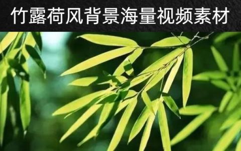 42款中国风竹露荷风背景海量视频素材下载