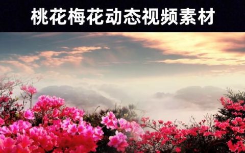 【空镜素材】精选52款桃花梅花中国风古典大气无水印视频素材