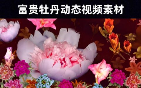 花开盛世动京城/大气富贵牡丹冠绝群芳动态视频素材