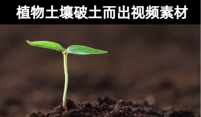 18款-植物土壤破土而出生长发芽高清视频素材下载