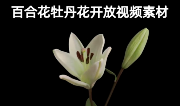 1款-百合花昙花牡丹花开放延时拍摄高清视频素材下载