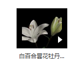 1款-百合花昙花牡丹花开放延时拍摄高清视频素材下载