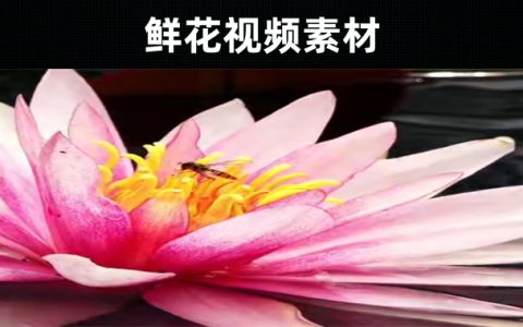 125款-鲜花视频素材高清无水印