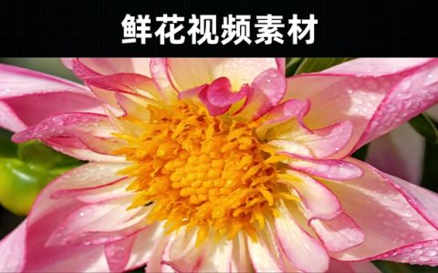 18款-鲜花视频素材高级慵懒风