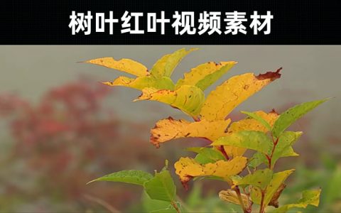 4款-树叶红叶视频素材无水印