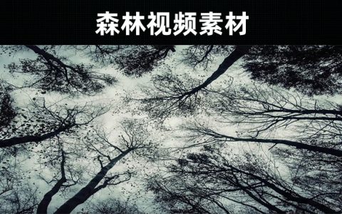 18款-森林视频素材无水印下载