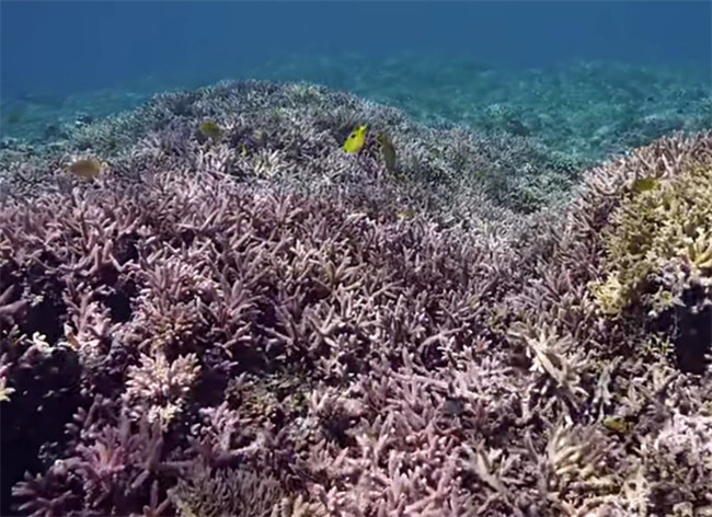 104款-海底世界视频素材无水印