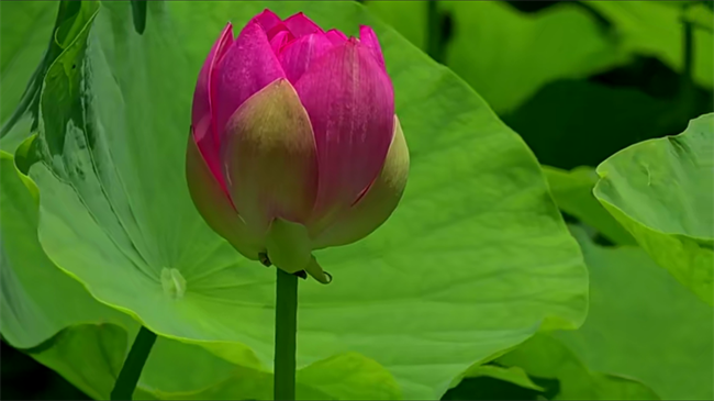 18款-鲜花视频素材高级慵懒风