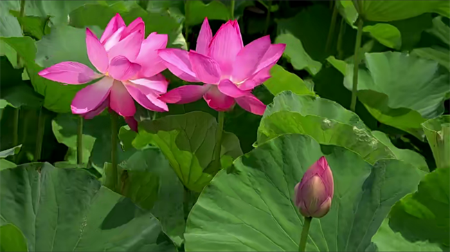 18款-鲜花视频素材高级慵懒风