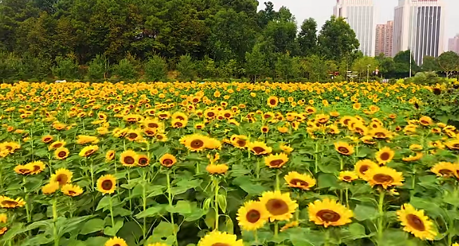 6款-向日葵高清视频背景素材下载