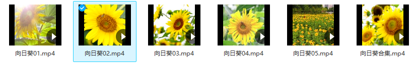 6款-向日葵高清视频背景素材下载