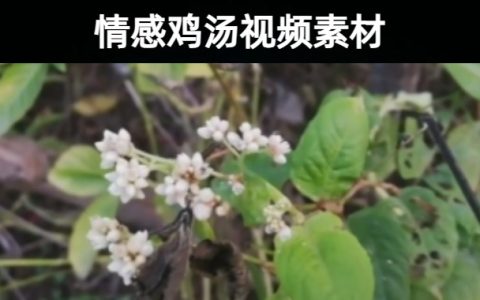 149款情感励志鸡汤无声无字幕无水印系列背景视频素材合集