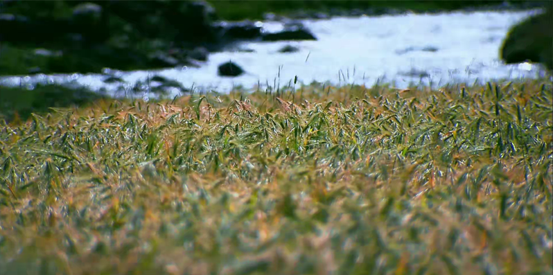 110款-茶山采茶视频素材大全