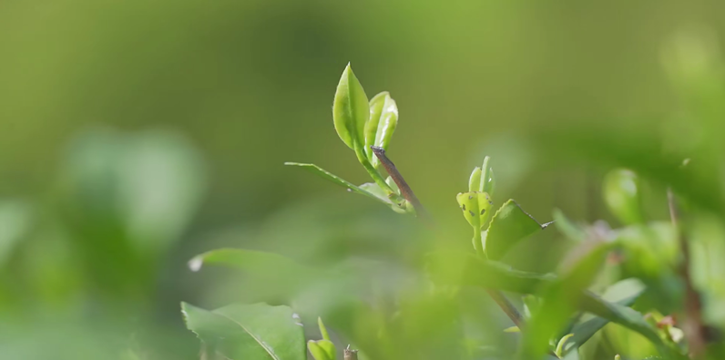 110款-茶山采茶视频素材大全