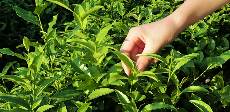 110款-茶山采茶视频素材大全