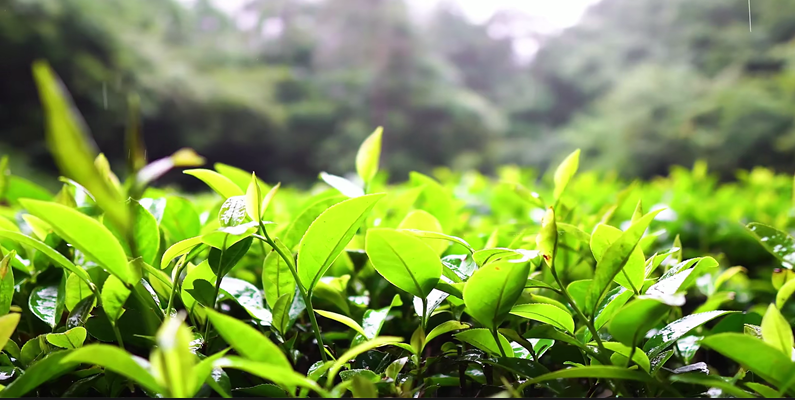 110款-茶山采茶视频素材大全