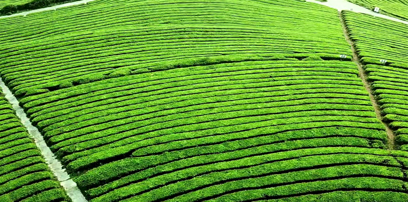 110款-茶山采茶视频素材大全