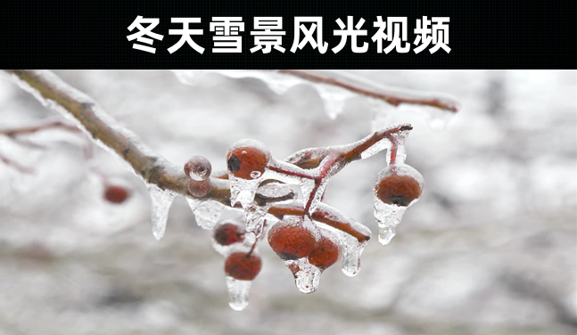 53款-冬天雪景风光短视频素材无水印下载 唯美下雪的视频素材无水印