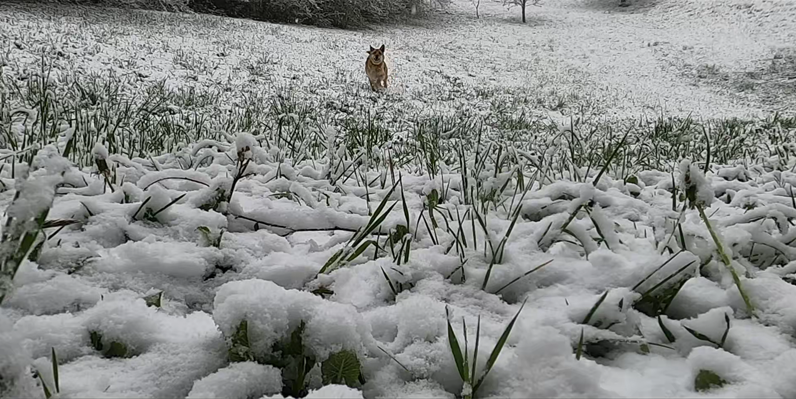 53款-冬天雪景风光短视频素材无水印下载 唯美下雪的视频素材无水印