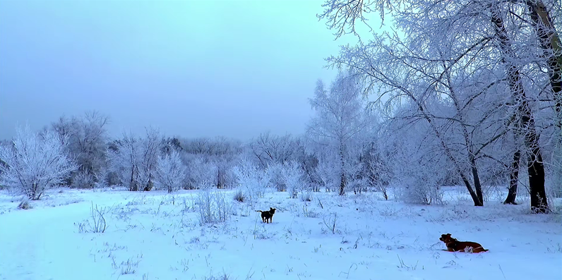 102款-大自然的风光雪景视频素材无水印下载 高清雪景视频素材